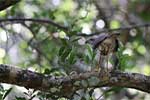 Wilpattu National Park 1st to 3rd November 2024