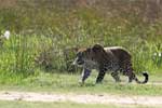 Wilpattu National Park 1st to 3rd November 2024