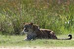 Wilpattu National Park 1st to 3rd November 2024