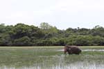 Wilpattu National Park 1st to 3rd November 2024