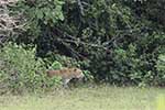 Wilpattu National Park 1st to 3rd November 2024