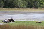 Wilpattu National Park 20th to 22nd July 2024