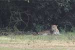 Wilpattu National Park 20th to 22nd July 2024