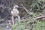 Wilpattu National Park 20th to 22nd July 2024