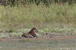 Wilpattu National Park 20th to 22nd July 2024