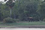 Wilpattu National Park 20th to 23rd April 2024