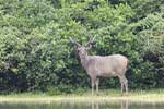 Wilpattu National Park 22nd to 23rd November 2024