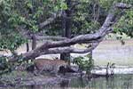 Wilpattu National Park 29th to 30th June 2024